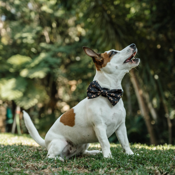 DOG BOW TIES - CROWNS Life Style (7)