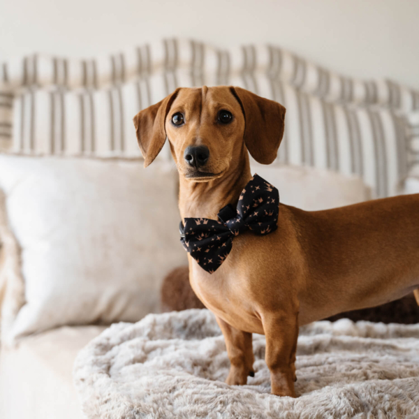 DOG BOW TIES - CROWNS Life Style (9)