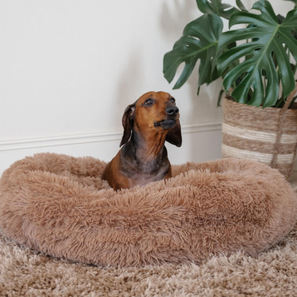 DOG PLUSH CALMING PET BED - CAPPUCCINO LIFE STYLE (11)