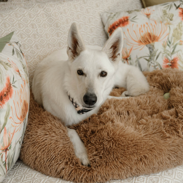 DOG PLUSH CALMING PET BED - CAPPUCCINO LIFE STYLE (3)