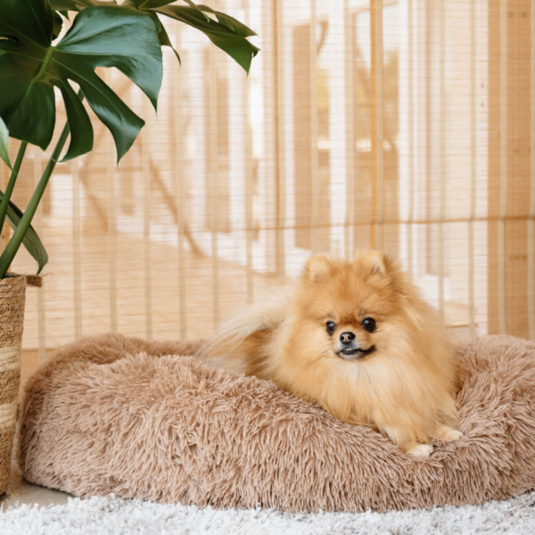 DOG PLUSH CALMING PET BED - CAPPUCCINO LIFE STYLE (7)
