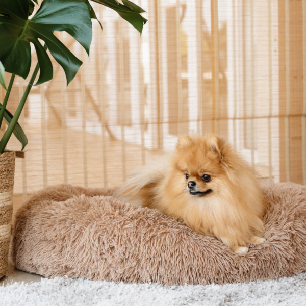 DOG PLUSH CALMING PET BED - CAPPUCCINO LIFE STYLE (8)