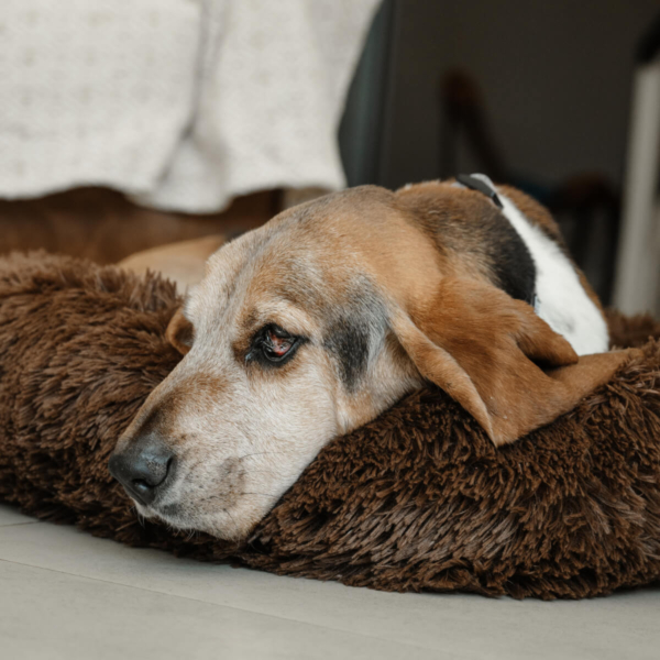 DOG PLUSH CALMING PET BED - CHOCOLATE LIFE STYLE (2)