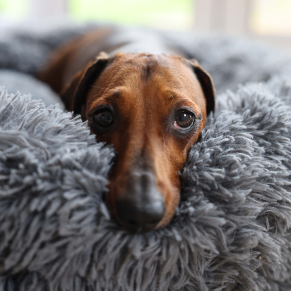 DOG PLUSH CALMING PET BED - DARK GREY LIFE STYLE (1)