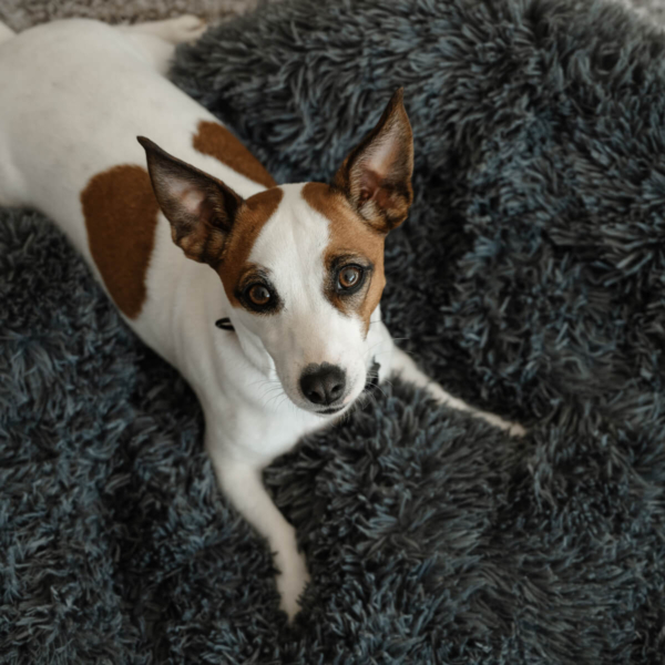 DOG PLUSH CALMING PET BED - DARK GREY LIFE STYLE (4)