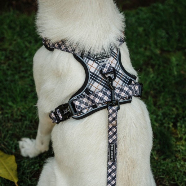 FABRIC LEASHES - PLAIDS Life Style (1)