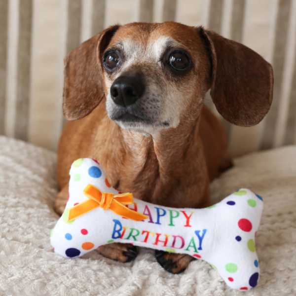 PLUSH TOYS FOR DOGS - BIRTHDAY COLLECTION - BIRTHDAY BONE LIFE STYLE (1)
