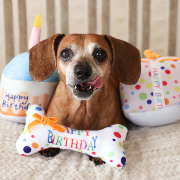 PLUSH TOYS FOR DOGS - BIRTHDAY COLLECTION - BIRTHDAY BONE LIFE STYLE (2)