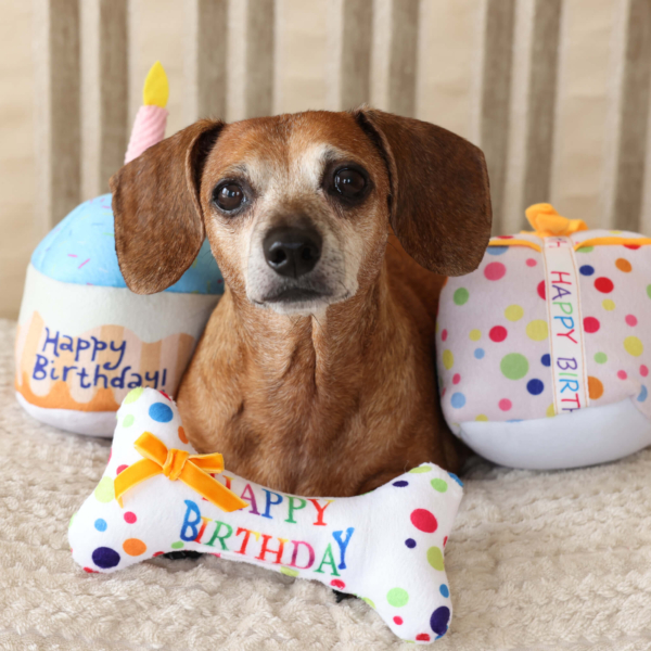 PLUSH TOYS FOR DOGS - BIRTHDAY COLLECTION - BIRTHDAY BONE LIFE STYLE (3)