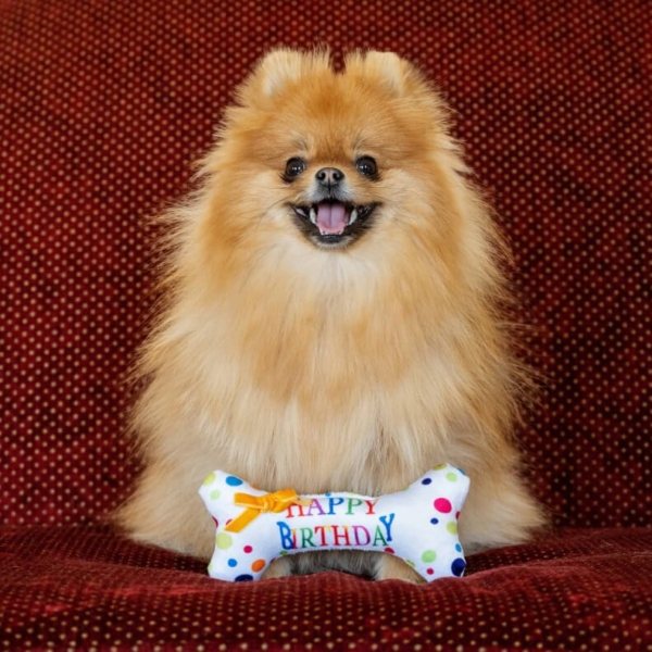 PLUSH TOYS FOR DOGS - BIRTHDAY COLLECTION - BIRTHDAY BONE LIFE STYLE (4)