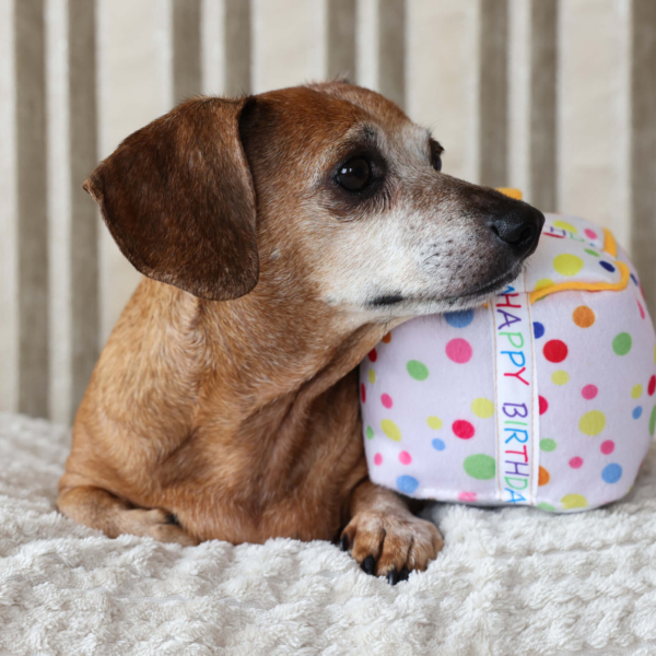 PLUSH TOYS FOR DOGS - BIRTHDAY COLLECTION - BIRTHDAY GIFT LIFE STYLE (2)