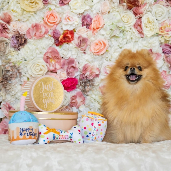 PLUSH TOYS FOR DOGS - BIRTHDAY COLLECTION - BIRTHDAY GIFT LIFE STYLE (7)