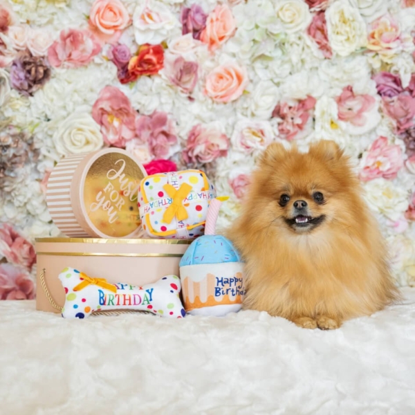 PLUSH TOYS FOR DOGS - BIRTHDAY COLLECTION - BIRTHDAY GIFT LIFE STYLE (8)