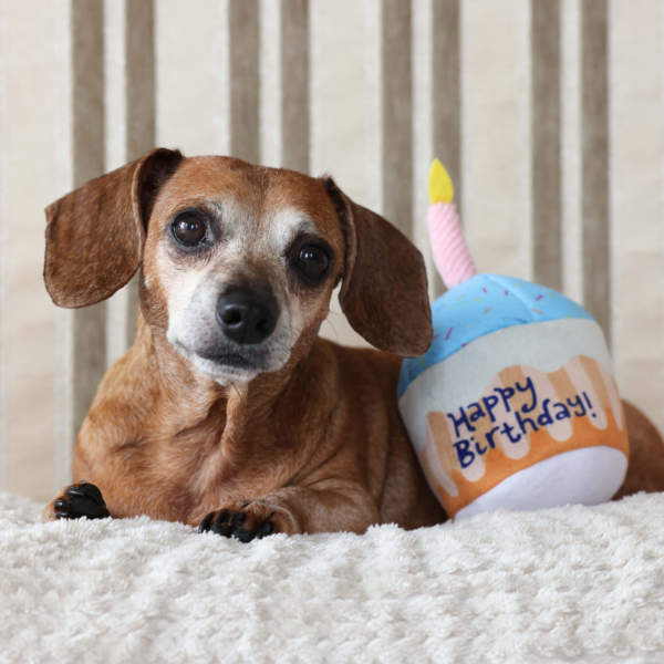 PLUSH TOYS FOR DOGS - BIRTHDAY COLLECTION - HAPPY BIRTHDAY PUPCAKE LIFE STYLE (3)