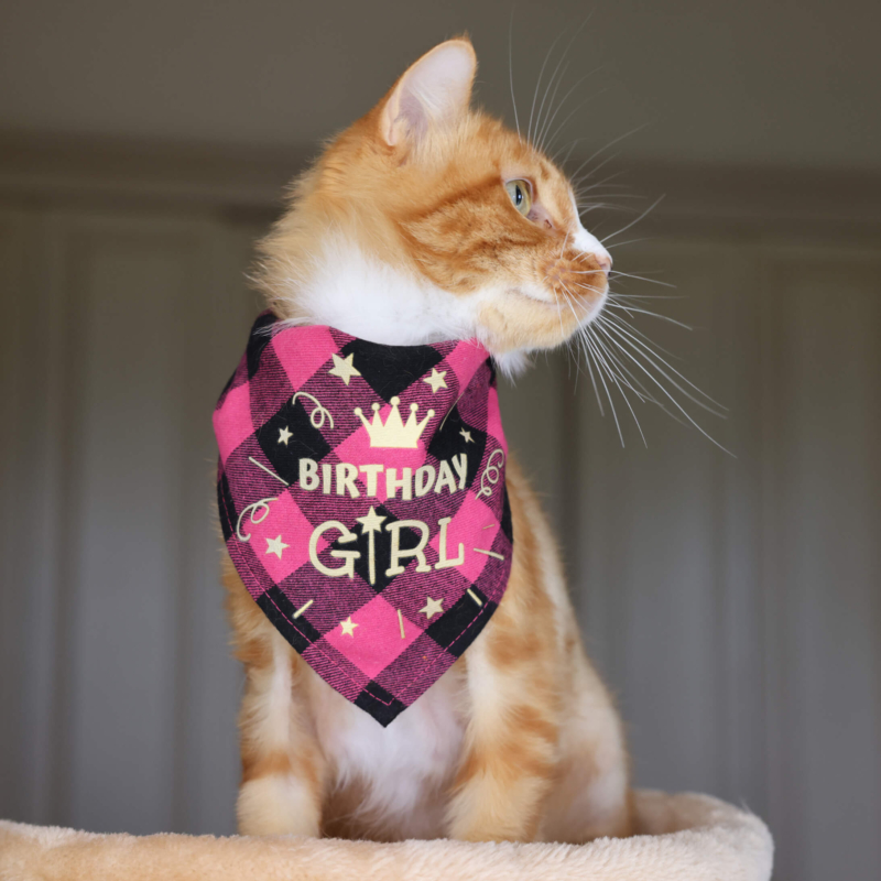 Pink Birthday Girl Dog Collar, Cute Birthday Collar