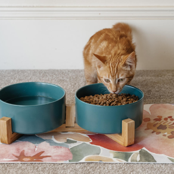 CAT CERAMIC PET BOWLS WITH BAMBOO STAND - GREEN LIFE STYLE (3)