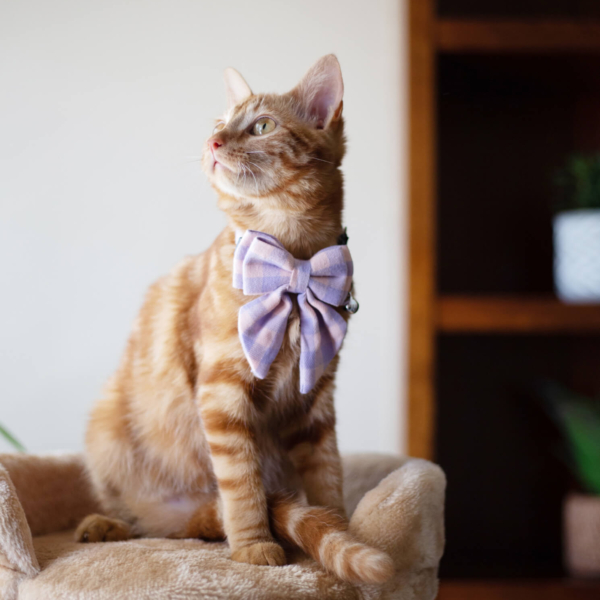 CAT COLLAR - BOW-TIFUL - PINK LIFE STYLE (2)