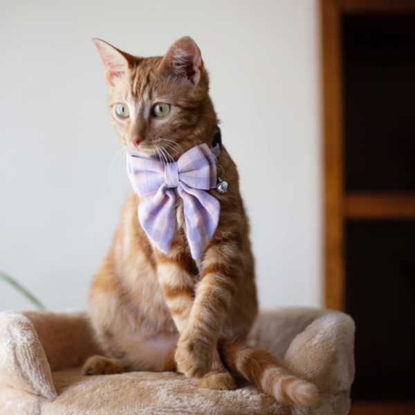CAT COLLAR - BOW-TIFUL - PINK LIFE STYLE (3)