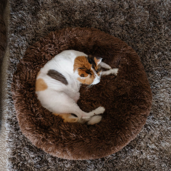 CAT PLUSH CALMING PET BED - CHOCOLATE LIFE STYLE (1)