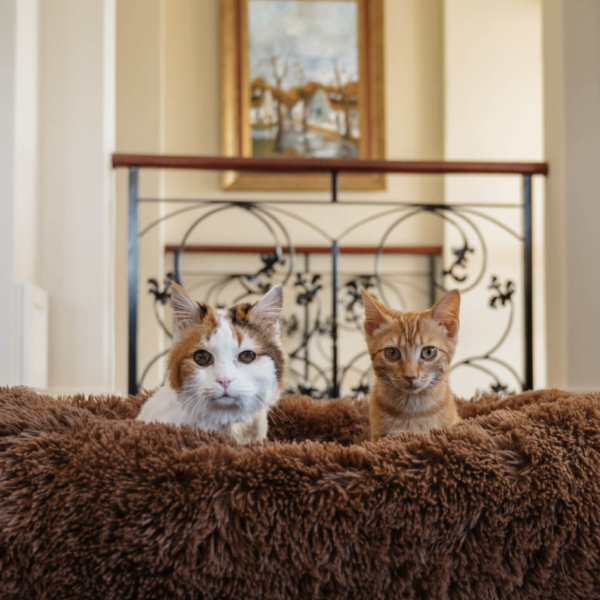 CAT PLUSH CALMING PET BED - CHOCOLATE LIFE STYLE (4)