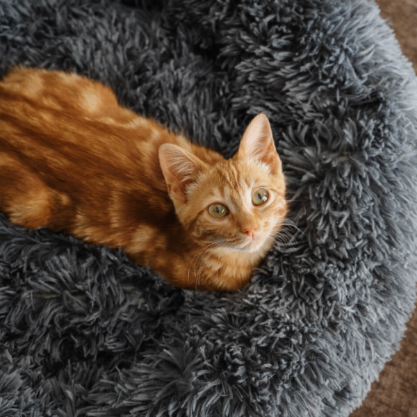 CAT PLUSH CALMING PET BED - DARK GREY LIFE STYLE (2)