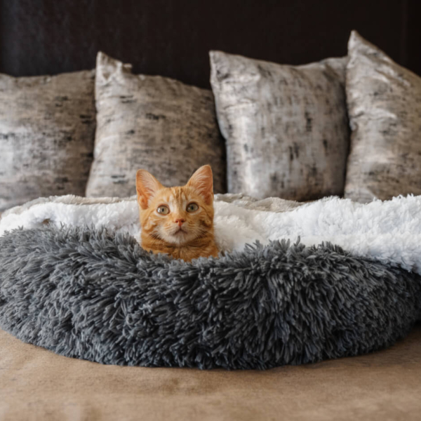 CAT PLUSH CALMING PET BED - DARK GREY LIFE STYLE (5)