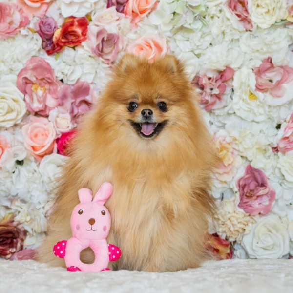 PLUSH TOYS FOR DOGS - LITTLE FRIENDS COLLECTION - BUNNY LIFE STYLE (2)