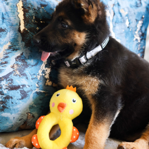 PLUSH TOYS FOR DOGS - LITTLE FRIENDS COLLECTION - DUCK LIFE STYLE (3)