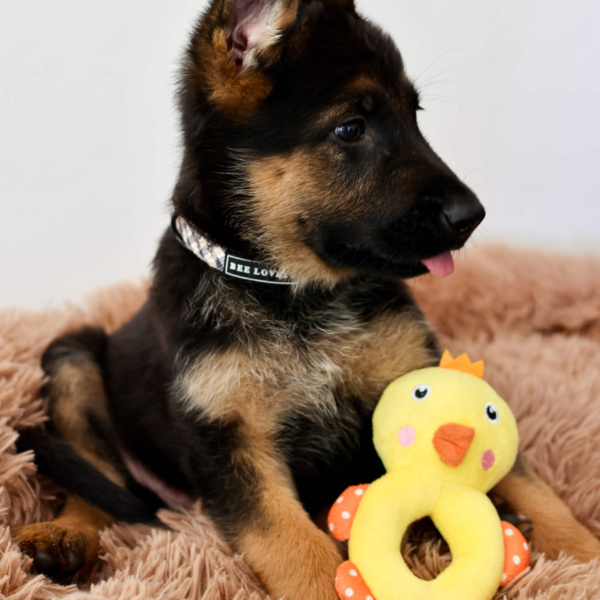PLUSH TOYS FOR DOGS - LITTLE FRIENDS COLLECTION - DUCK LIFE STYLE (7)