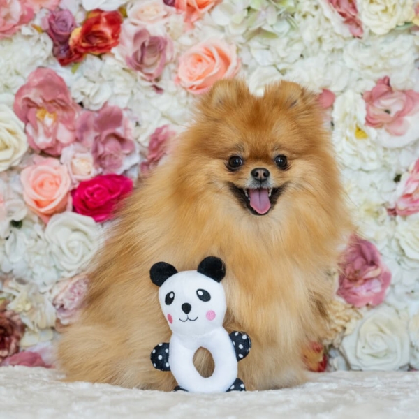 PLUSH TOYS FOR DOGS - LITTLE FRIENDS COLLECTION - PANDA LIFE STYLE (2)