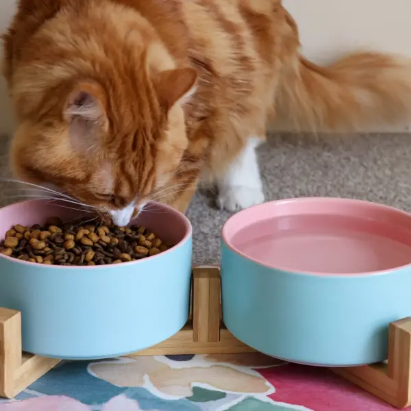 Cat Ceramic Pet Bowls With Bamboo Stand - Outer Blue Inner Pink LS 1