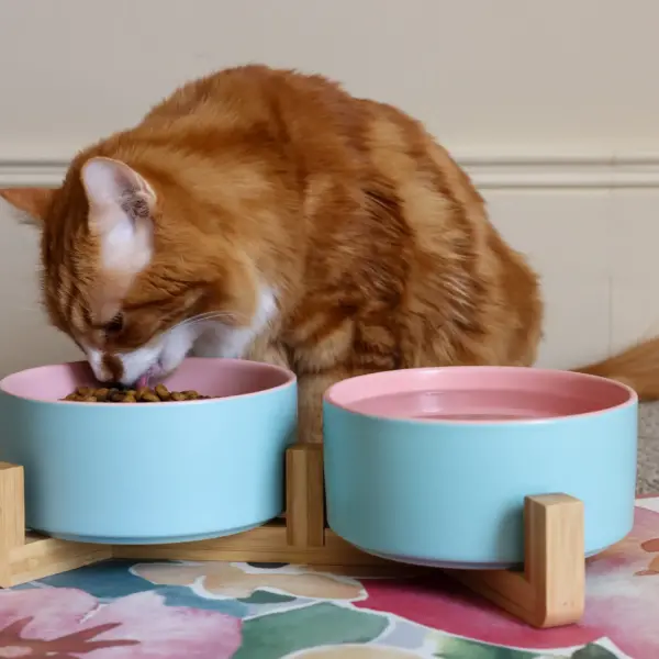 Cat Ceramic Pet Bowls With Bamboo Stand - Outer Blue Inner Pink LS 2