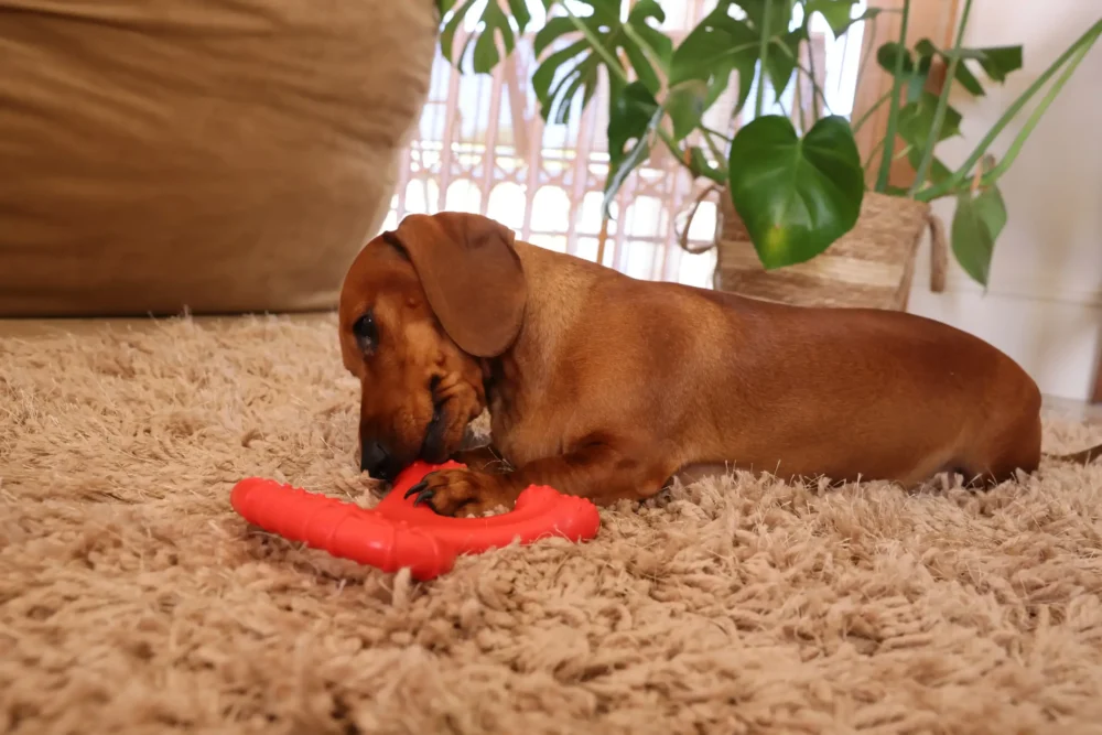 Chew Toy For Dogs - Toughie Tug - Red - Image 3