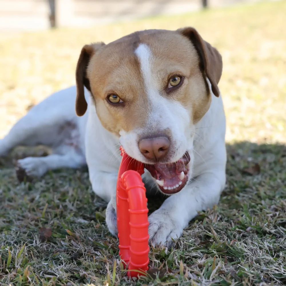 Chew Toy For Dogs - Toughie Tug - Red - Image 5