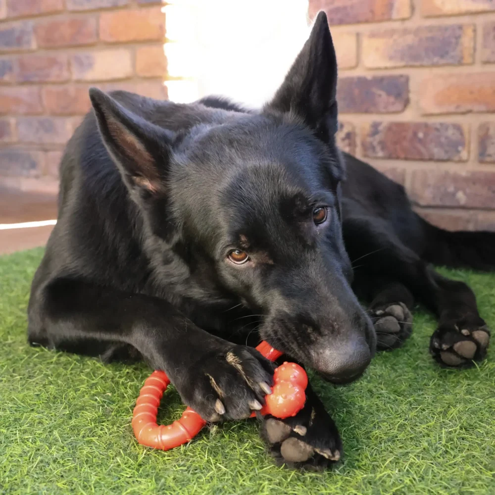 Chew Toy For Dogs - Toughie Tug - Red - Image 6