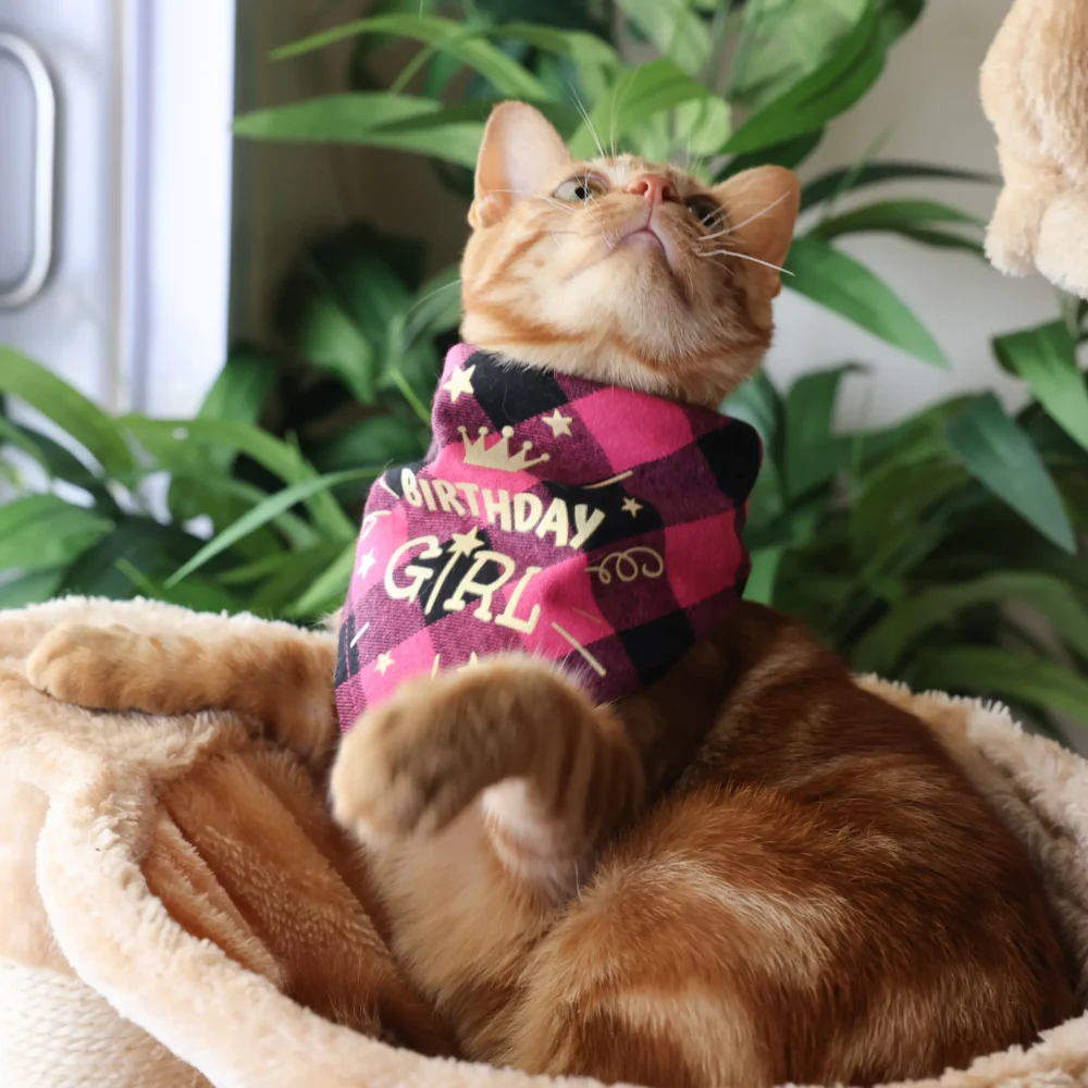 Cat Bandana - Happy Birthday Pink - Image 5