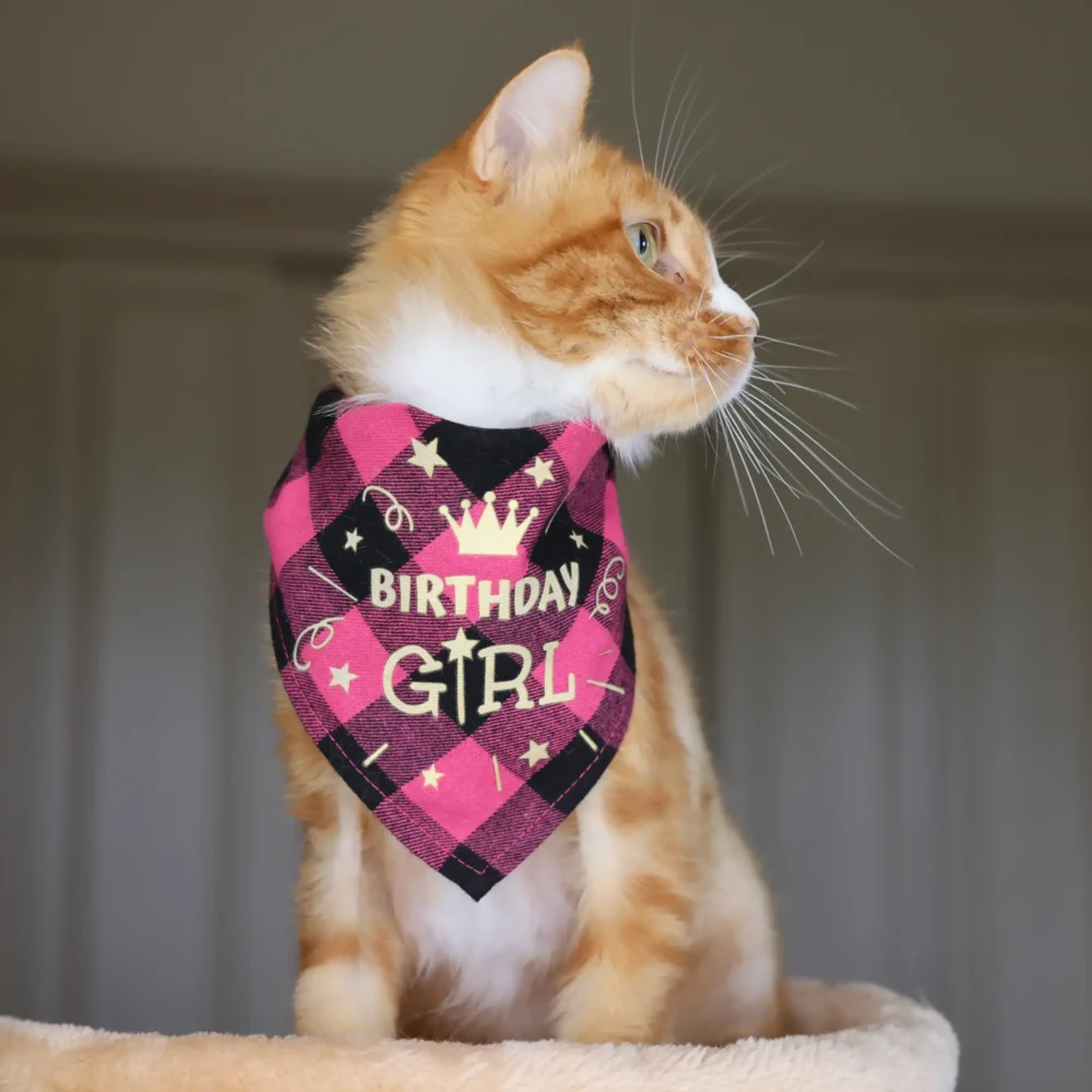 Cat Bandana - Happy Birthday Pink - Image 4