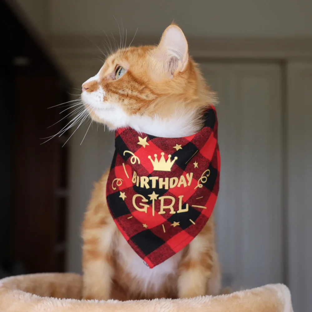 Cat Bandana - Happy Birthday Red - Image 5