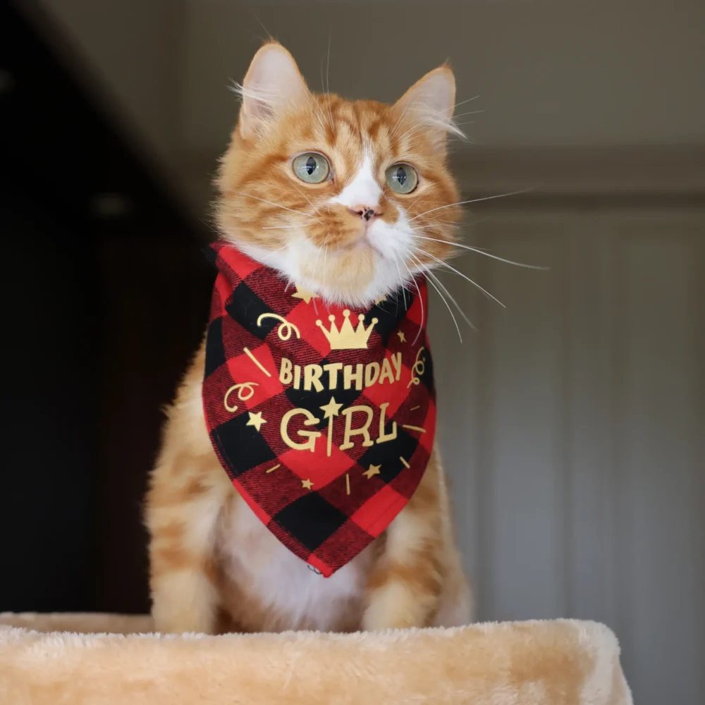 Cat Bandana - Happy Birthday Red - Image 6