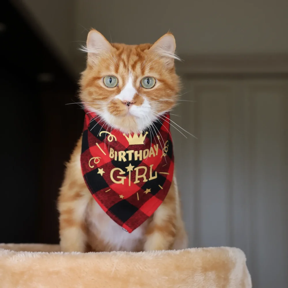 Cat Bandana - Happy Birthday Red - Image 7