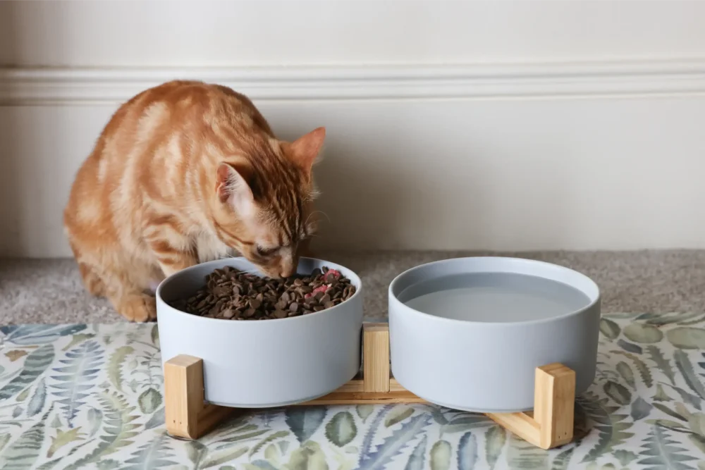 Cat Ceramic Pet Bowls With Bamboo Stand - Grey - Image 4