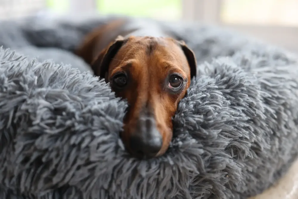 Dog Plush Calming Pet Bed - Dark Grey - Image 5