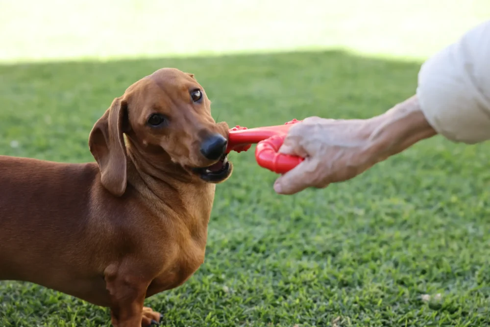 Chew Toy For Dogs - Toughie Tug - Red - Image 4