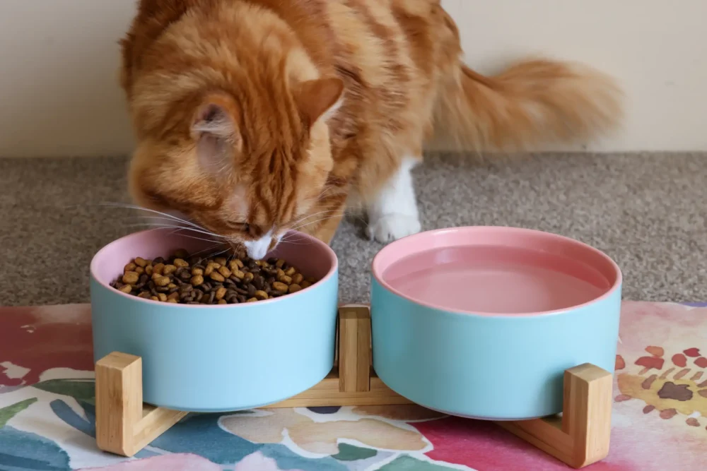 Cat Ceramic Pet Bowls With Bamboo Stand Outer Blue Inner Pink - Image 3