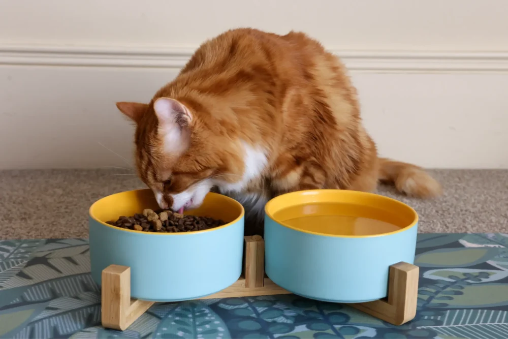 Cat Ceramic Pet Bowls With Bamboo Stand Outer Blue Inner Yellow - Image 3