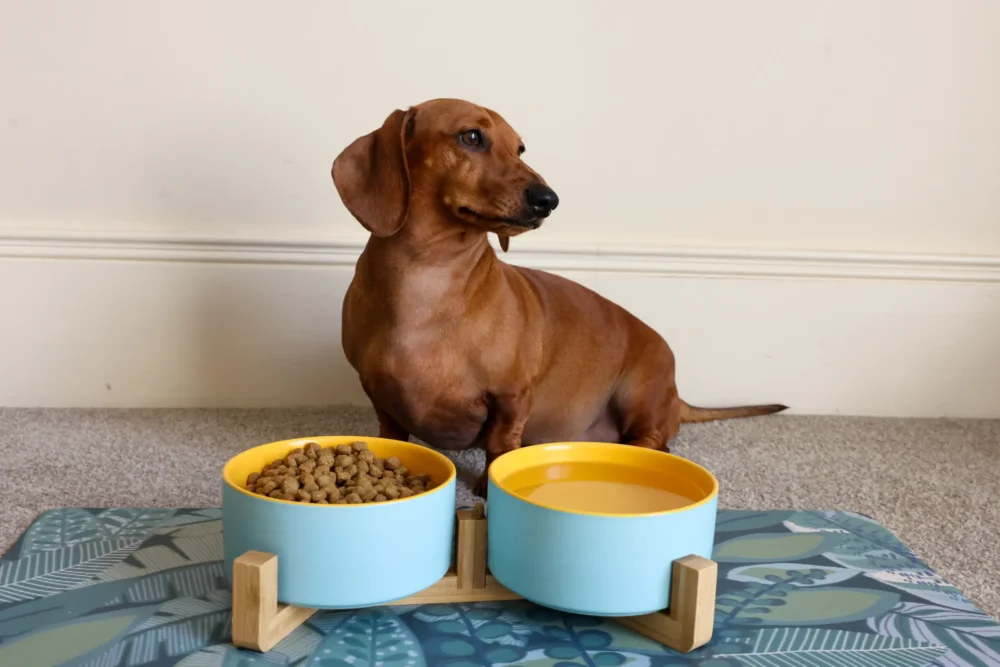 Dog Ceramic Pet Bowls With Bamboo Stand Outer Blue Inner Yellow - Image 3