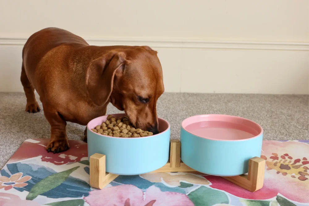 Dog Ceramic Pet Bowls With Bamboo Stand Outer Blue Inner Pink - Image 4