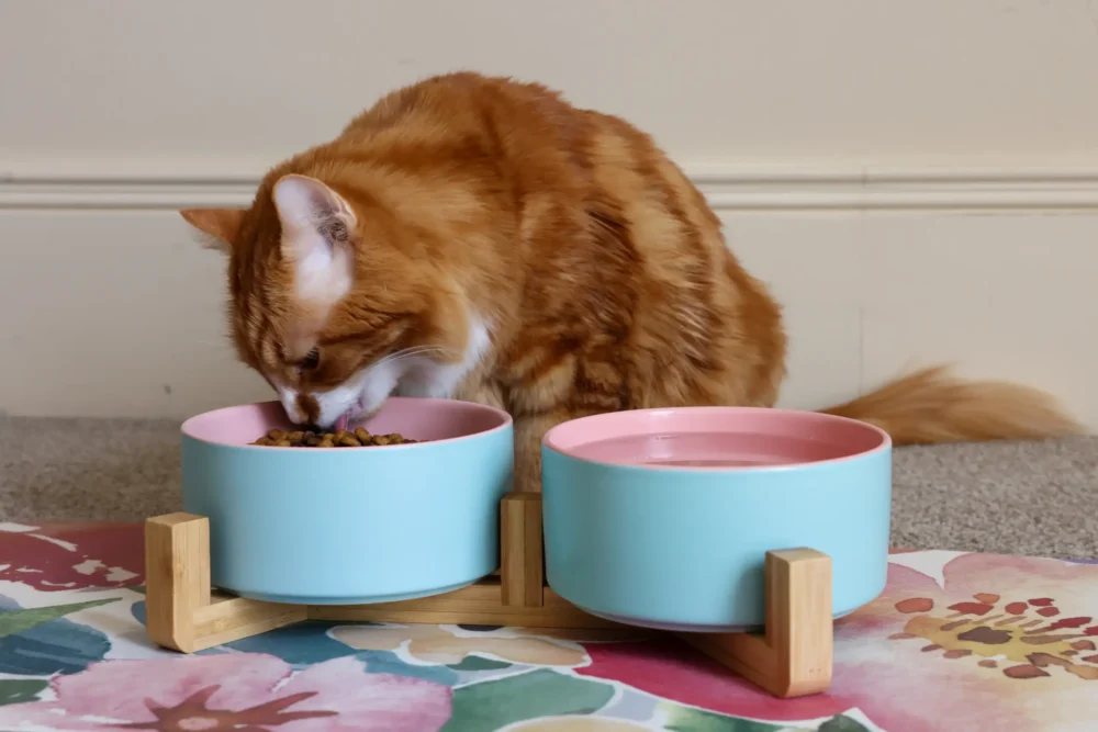 Cat Ceramic Pet Bowls With Bamboo Stand Outer Blue Inner Pink - Image 4