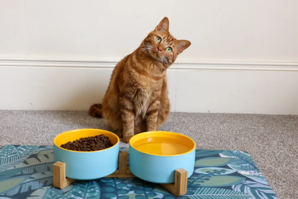 Cat Ceramic Pet Bowls With Bamboo Stand Outer Blue Inner Yellow - Image 4