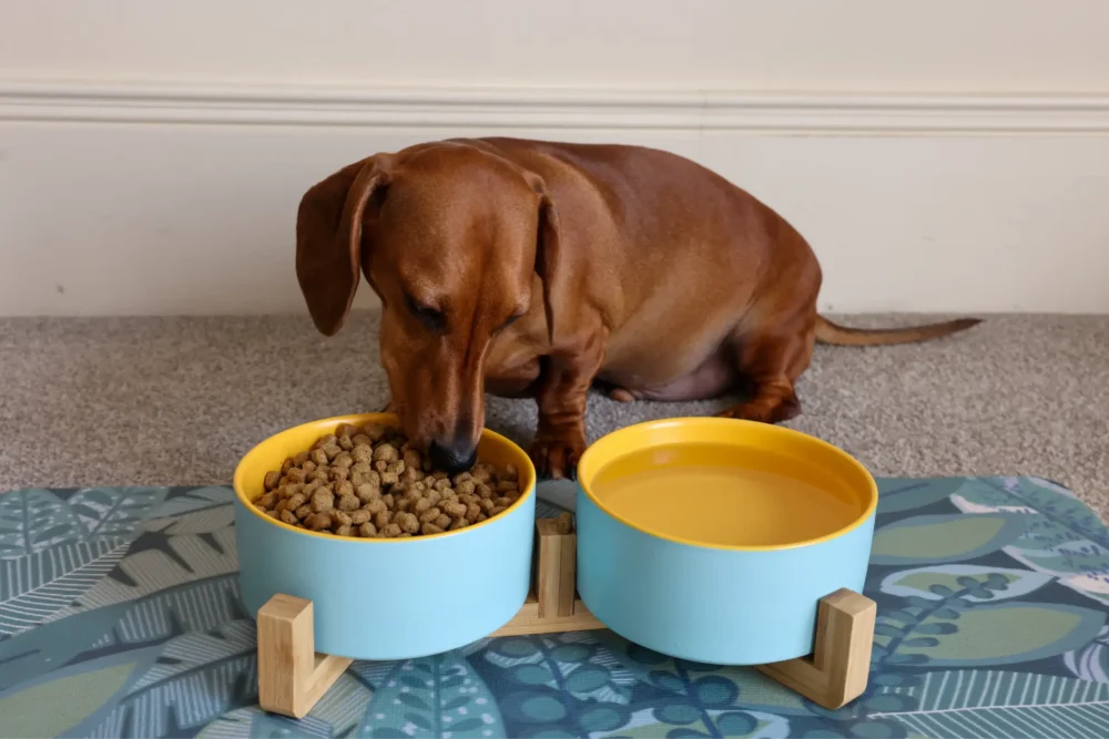 Dog Ceramic Pet Bowls With Bamboo Stand Outer Blue Inner Yellow - Image 4